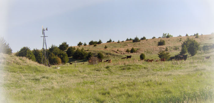 cattlepasture